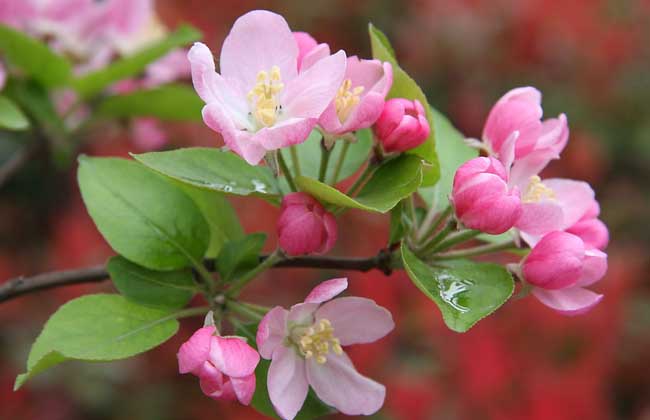 海棠的功效與作用