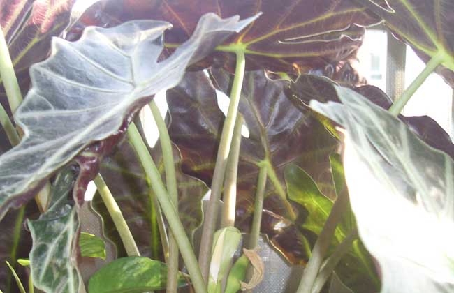 天南星科觀音蓮葉子發(fā)黃下垂 花卉掉葉子怎么辦