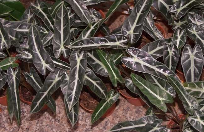 天南星科觀音蓮圖片 花卉種植方法