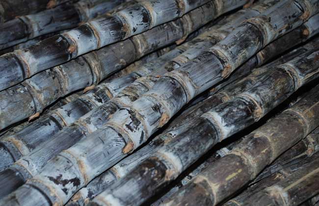 甘蔗的產(chǎn)地分布及其生長(zhǎng)習(xí)性 其它作物種植技術(shù)