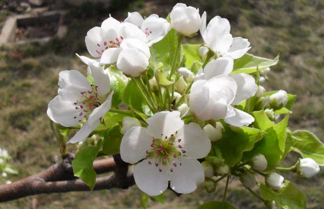 梨花海棠圖片 海棠種植方法