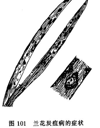 香石竹病蟲(chóng)害防治技術(shù)