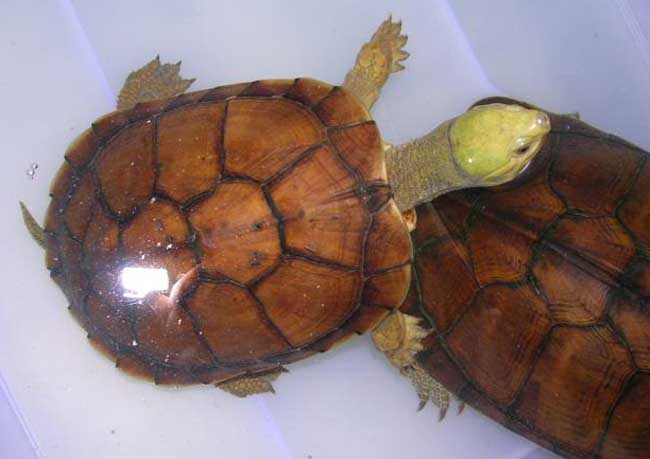 石金錢(qián)龜圖片 金錢(qián)龜行情