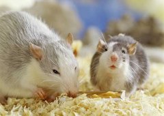 被老鼠咬了怎么辦？