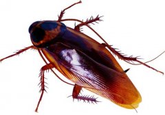 蟑螂的危害和該怎么消滅？