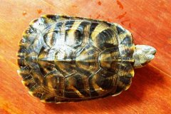 烏龜不吃食怎么辦？