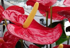 紅掌有毒嗎？