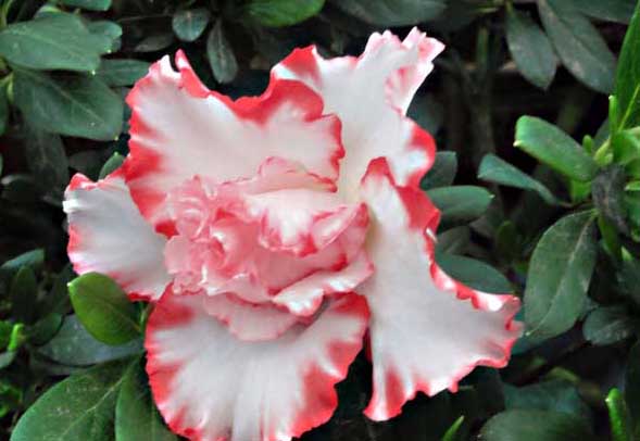 杜鵑花什么時候開花? 杜鵑花怎么養(yǎng)