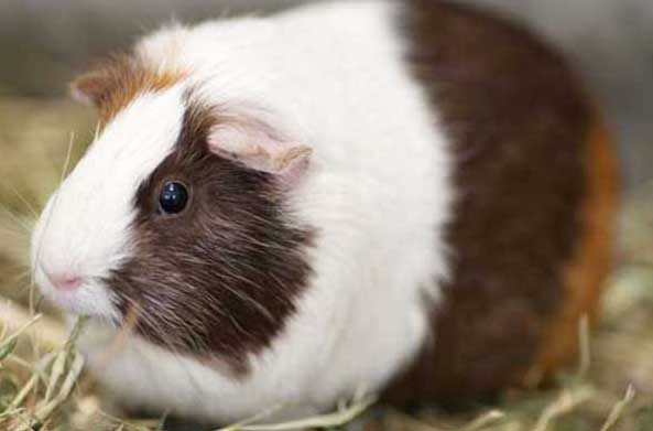 荷蘭豬圖片 鯉魚(yú)飼養(yǎng)方法