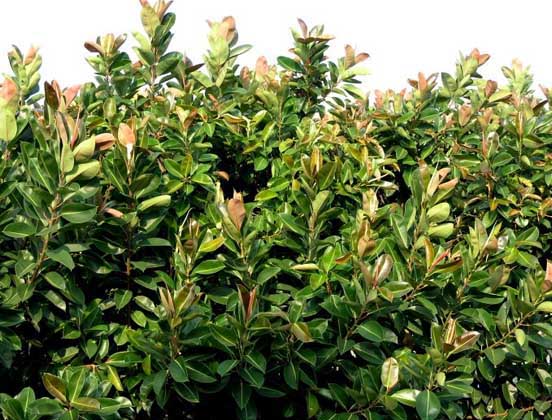 鯉魚(yú)飼養(yǎng)方法