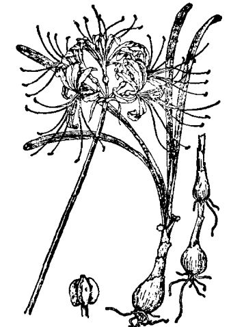 石蒜的形態(tài)特征與栽培管理 石蒜的養(yǎng)殖方法
