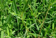 白花蛇舌草的十大應用