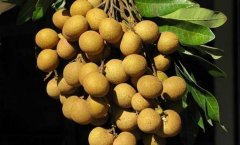 龍眼和桂圓的區(qū)別有哪些？