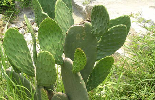 食用仙人掌怎么吃? 仙人掌的功效與作用