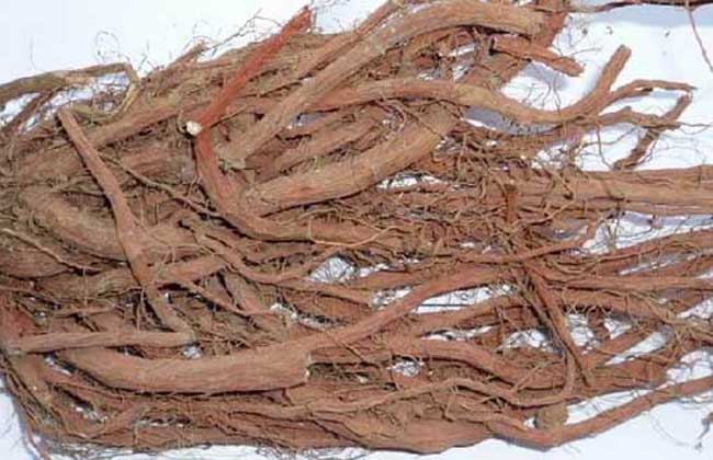 丹參能泡酒嗎？