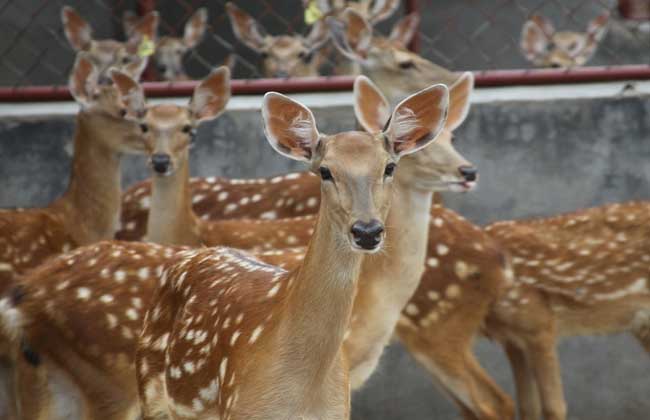 梅花鹿養(yǎng)殖場(chǎng)地建設(shè)方案 梅花鹿養(yǎng)殖