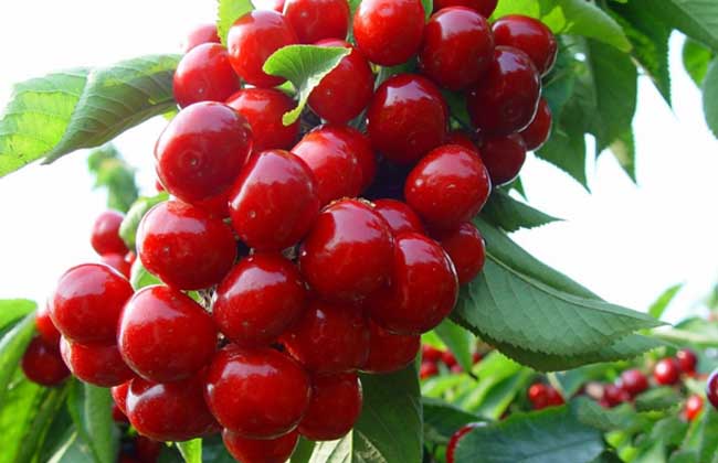 孕婦能吃車(chē)?yán)遄訂幔? width= 生活常識(shí)