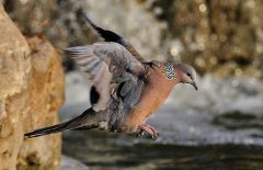 斑鳩的種類(lèi)有哪些？