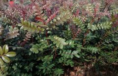 清香木真能驅(qū)蚊嗎？