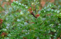 清香木與胡椒木的區(qū)別有哪些？