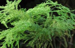 文竹怎么繁殖最好？