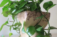 綠蘿能吸甲醛嗎？