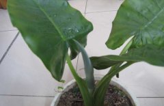 滴水觀音的作用有哪些？