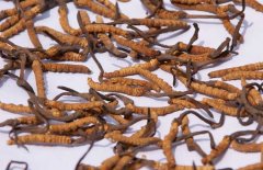 冬蟲(chóng)夏草大的好還是小的好 冬蟲(chóng)夏草的鑒別方法