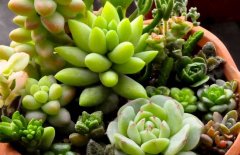 有毒的多肉植物有哪些？