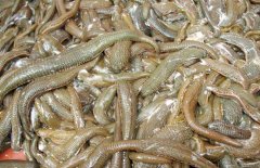 水蛭有32個大腦是真的嗎？