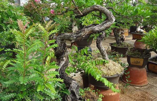 清香木的養(yǎng)殖方法