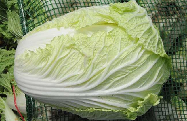 大白菜 大白菜