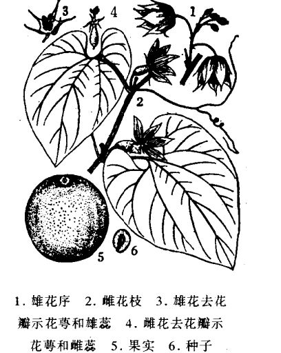 羅漢果的功效與作用