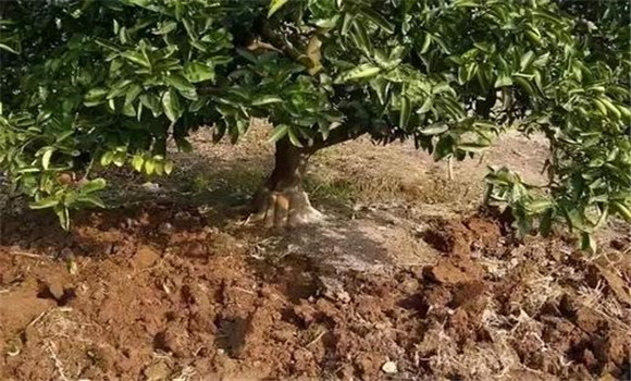 開溝排漬，中耕松土