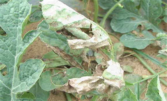 西瓜疫病的危害癥狀