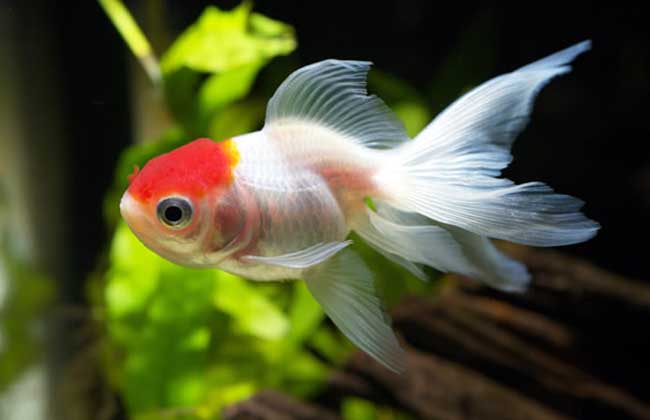 金魚養(yǎng)殖-金魚圖片 蝶尾金魚