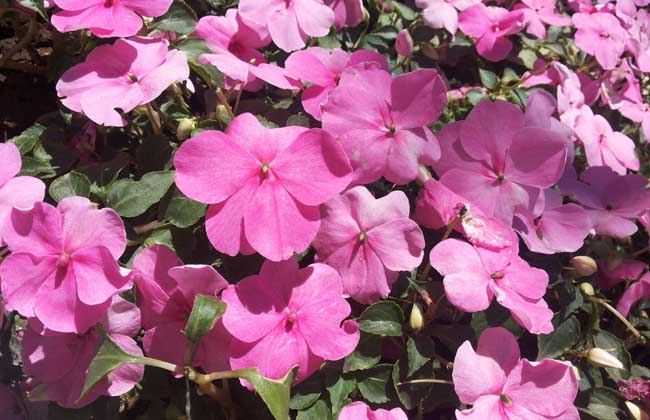 鳳仙花的養(yǎng)殖方法-鳳仙花圖片 鳳仙花怎么養(yǎng)