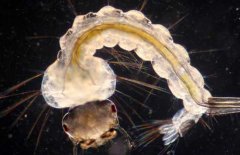 蚊子的幼蟲是什么？蚊子的發(fā)育過程簡介