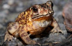 蛇吃蟾蜍嗎？