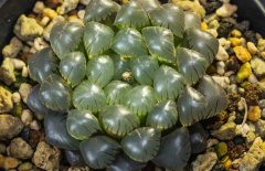 冰燈玉露的花語是什么？