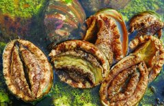 鮑魚(yú)的營(yíng)養(yǎng)價(jià)值有哪些，適宜哪些人群食用