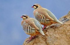 美國鷓鴣養(yǎng)殖介紹