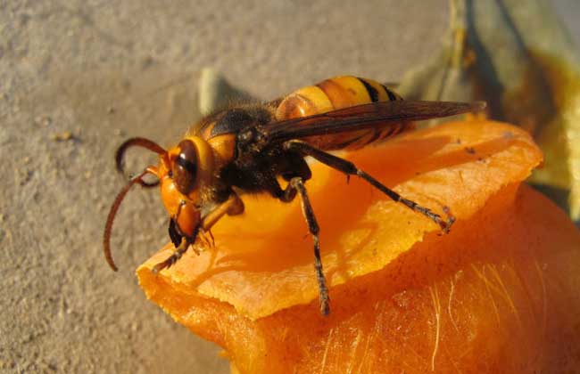 蜂養(yǎng)殖 金環(huán)胡蜂圖片