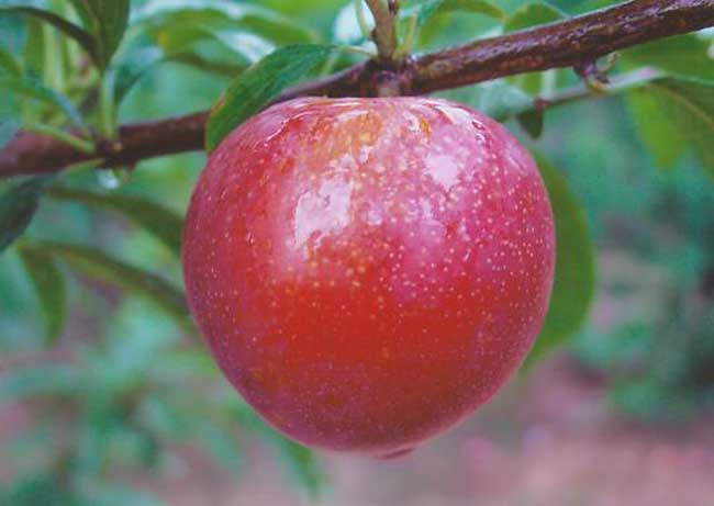 植物生長激素有哪些? 農(nóng)藥知識