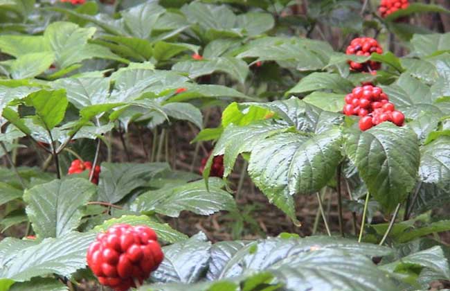 西洋參病蟲害防治技術 中藥材病蟲害防治技術