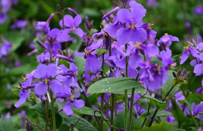 紫羅蘭的品種分類 紫羅蘭的養(yǎng)殖方法