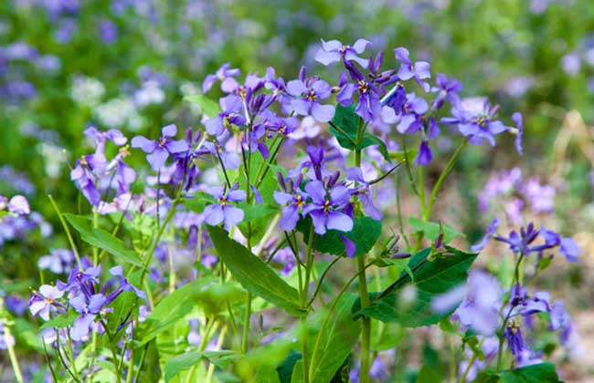 紫羅蘭的傳說 紫羅蘭的養(yǎng)殖方法