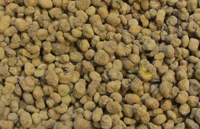 延胡索的炮制方法 延胡索種植技術(shù)