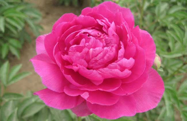 牡丹花品種及圖片大全 牡丹的養(yǎng)殖方法
