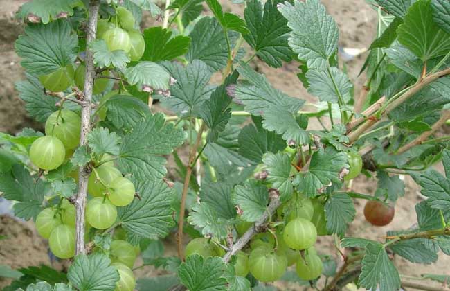 燈籠果的營養(yǎng)價(jià)值 燈籠果